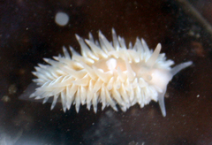 Aeolidia