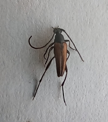 Stenurella melanura