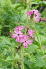 Microbotryum silenes-dioicae