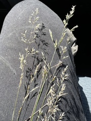 Agrostis pallens