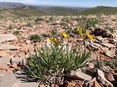 Tetraneuris torreyana