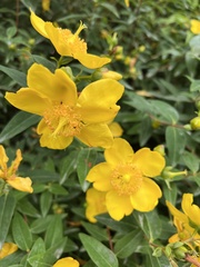 Hypericum
