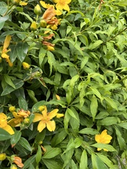 Hypericum
