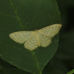 Idaea dilutaria