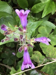 Penstemon rattanii