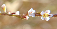 Polygonum equisetiforme