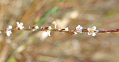 Polygonum equisetiforme
