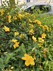 Hypericum