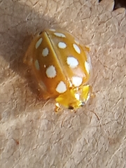Halyzia sedecimguttata