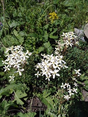 Clematis lathyrifolia