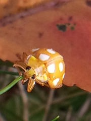 Halyzia sedecimguttata