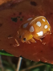Halyzia sedecimguttata