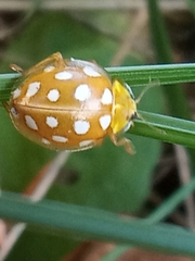 Halyzia sedecimguttata