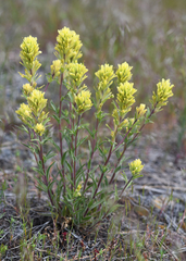 Castilleja lutescens
