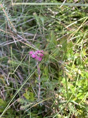Erica tetralix