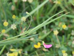 Lathyrus nissolia