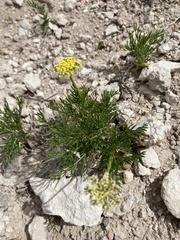 Musineon tenuifolium