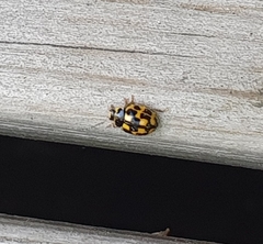 Propylea quatuordecimpunctata