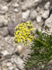 Musineon tenuifolium