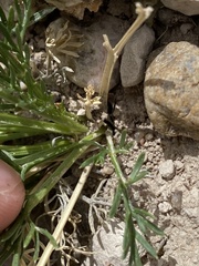 Musineon tenuifolium