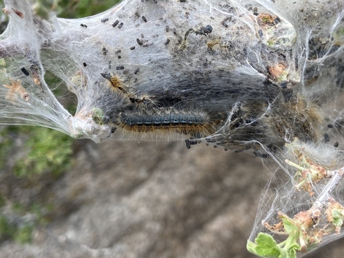 Western Tent Caterpillar Moth photo 5