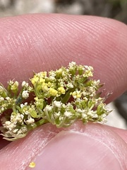 Musineon tenuifolium