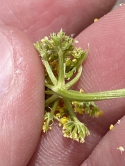 Musineon tenuifolium