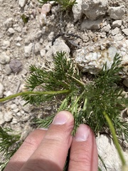Musineon tenuifolium