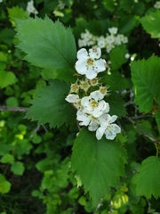 Crataegus chrysocarpa praecox