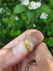 Crataegus chrysocarpa praecox