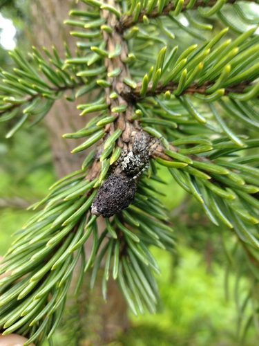 Cucurbitaria piceae image