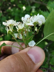 Crataegus chrysocarpa praecox