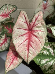 Caladium