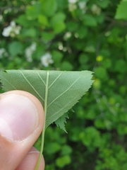 Crataegus chrysocarpa praecox