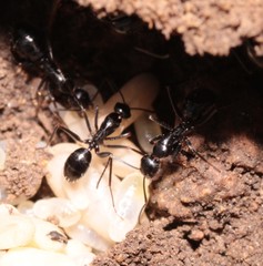 Camponotus aethiops