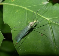 Nephrotoma virescens