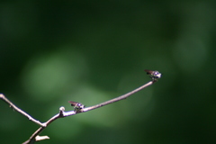 Cerotainia
