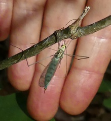 Nephrotoma virescens