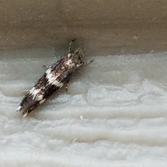 Elachista illectella