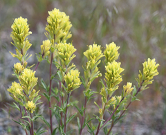 Castilleja lutescens