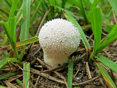 Lycoperdon perlatum image