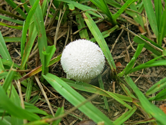 Lycoperdon perlatum image