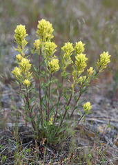 Castilleja lutescens