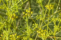 Bilacunaria boissieri