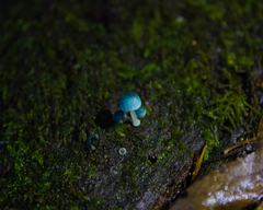Mycena cyanocephala