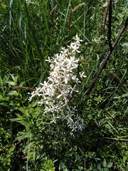 Clematis lathyrifolia