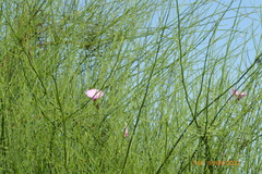 Convolvulus dorycnium