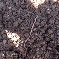 Lumbricus terrestris