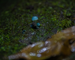 Mycena cyanocephala