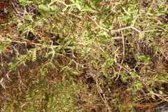 Sarcopoterium spinosum